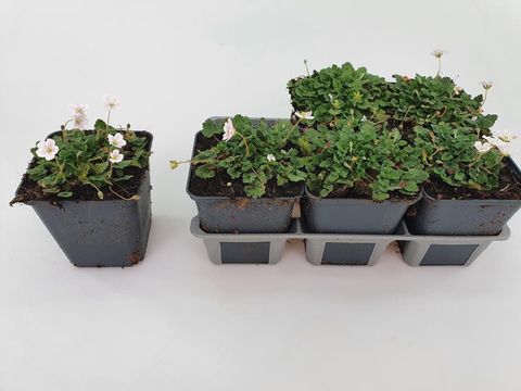 Erodium reichardii 'Album'