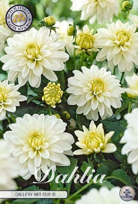 Dahlia 'Gallery Art Fair'