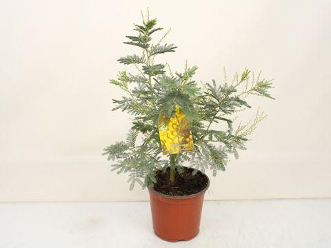 Acacia dealbata