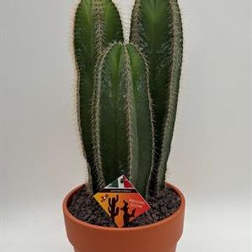 Isolatocereus dumortieri