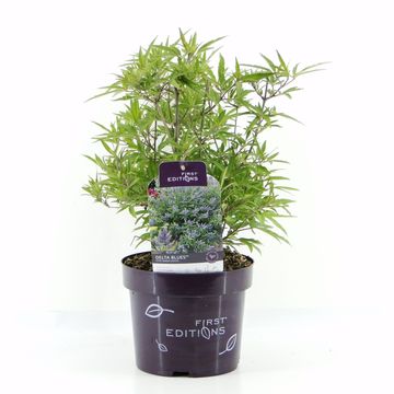 Vitex agnus-castus DELTA BLUES