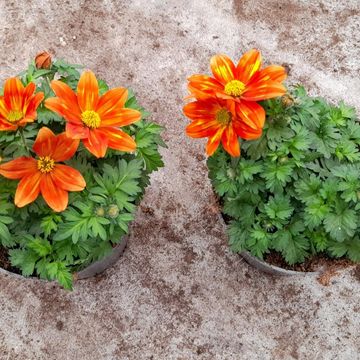 Bidens ferulifolia TAKA TUKA MIX