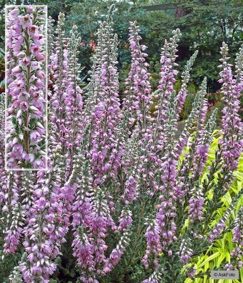 Calluna vulgaris 'Silver Knight'