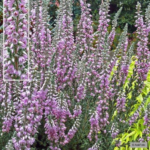 Calluna vulgaris 'Silver Knight'