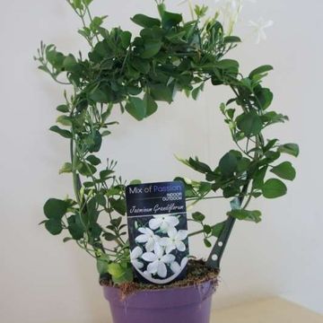 Jasminum grandiflorum