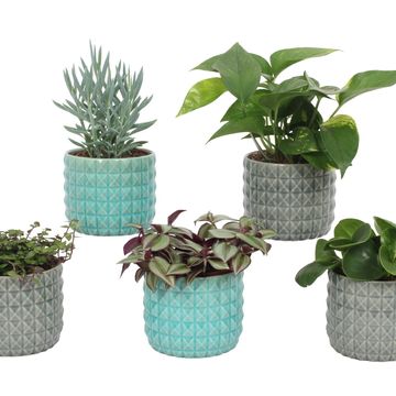 Houseplants MIX