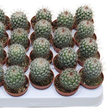 Mammillaria geminispina