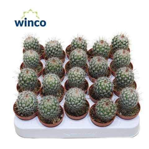 Mammillaria geminispina