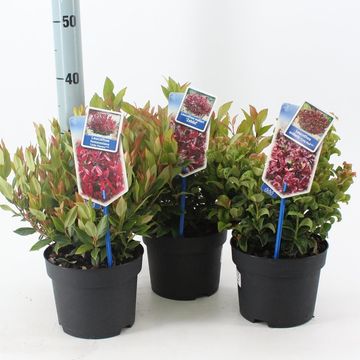 Leucothoe MIX