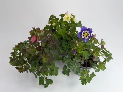 Aquilegia caerulea MIX