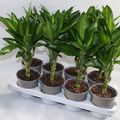 Dracaena fragrans CINTHO