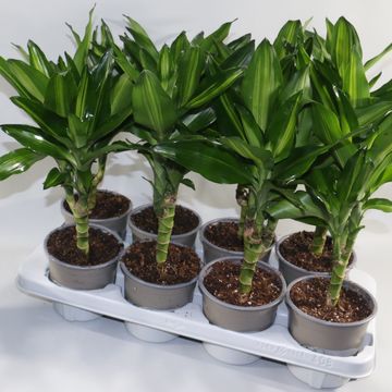 Dracaena fragrans CINTHO