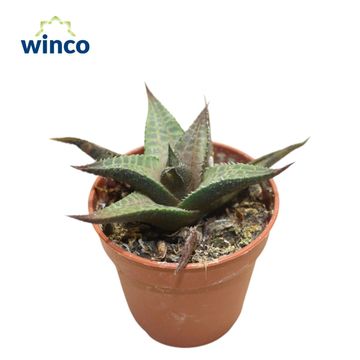 Haworthia tessellata