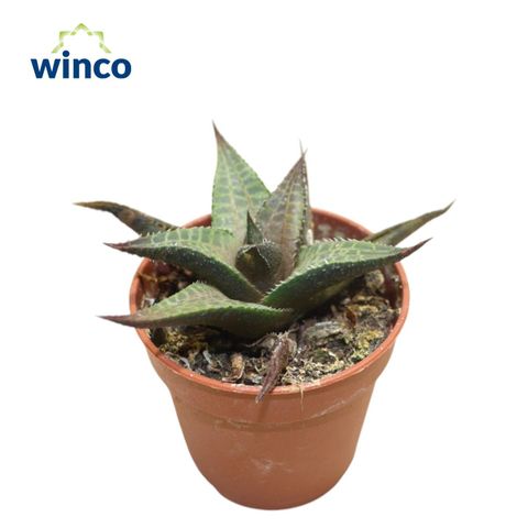 Haworthia tessellata