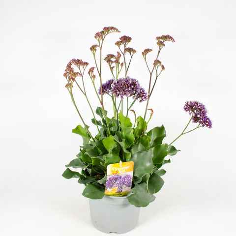 Limonium 'Purple Parachute'