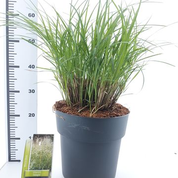 Miscanthus sinensis 'Adagio'