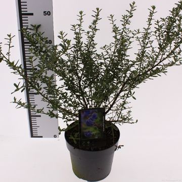 Ceanothus 'Concha'