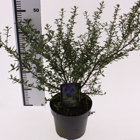 Ceanothus 'Concha'