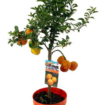 Citrus aurantium 'Chinotto'