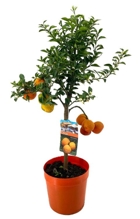 Citrus aurantium 'Chinotto'