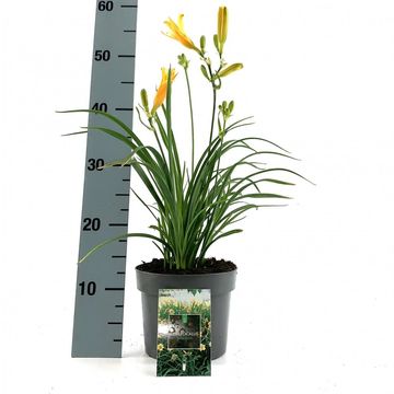 Hemerocallis 'Stella de Oro'