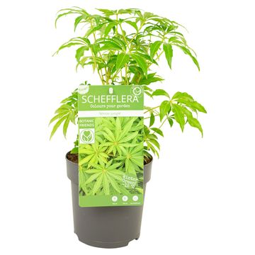 Schefflera 'Winter Jungle'