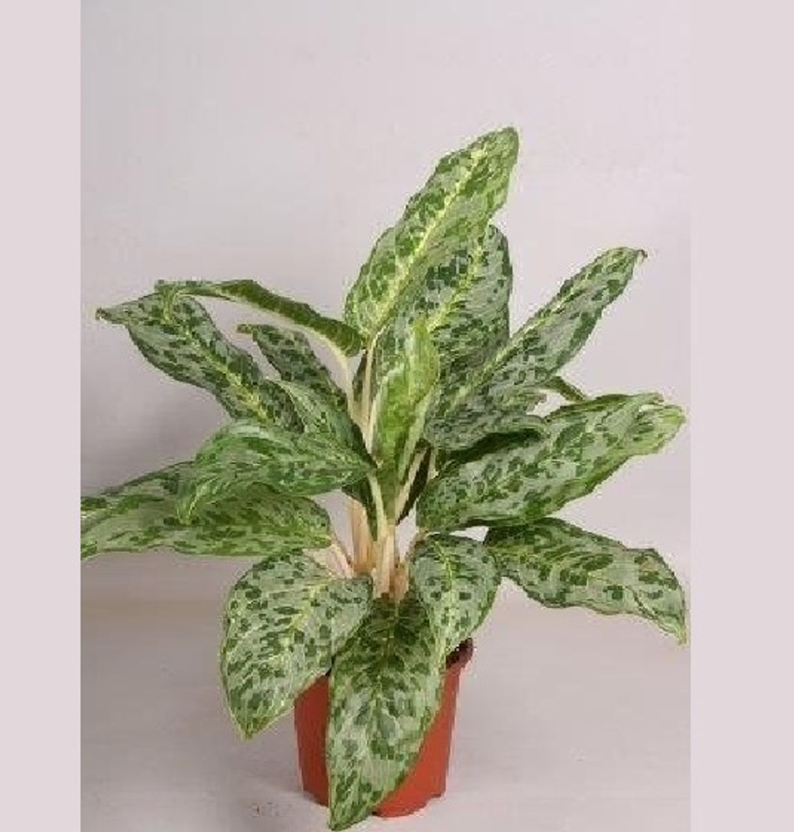 Aglaonema ‘Peacock’ — Plant Wholesale FlorAccess