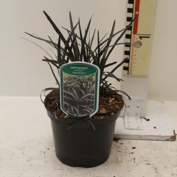 Ophiopogon planiscapus 'Niger'