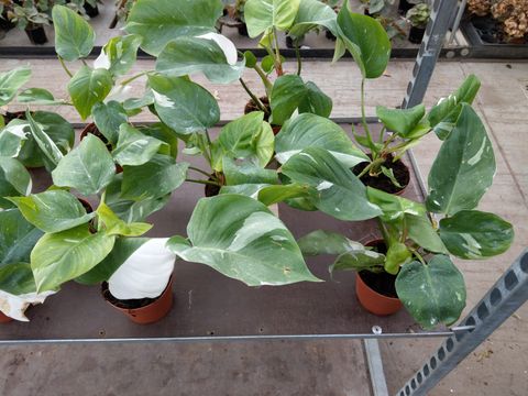 Philodendron 'White Princess'