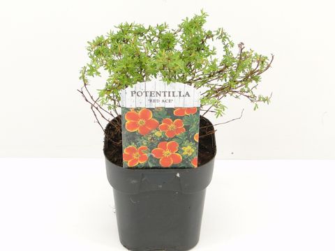 Potentilla fruticosa 'Ред Эйс'