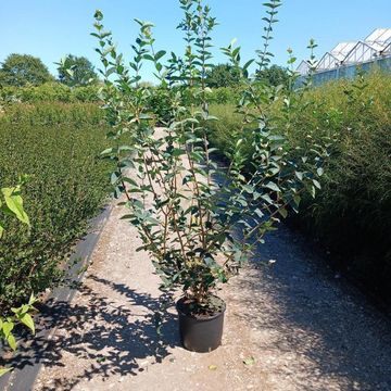 Lonicera tatarica 'Hack's Red'