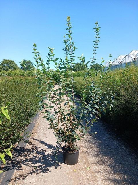 Lonicera tatarica 'Hack's Red'