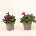 Cyclamen persicum SUPER SERIE PETTICOAT DARK VIOLET