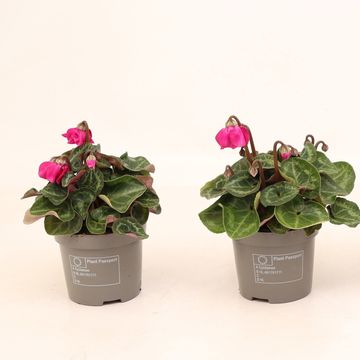 Cyclamen persicum SUPER SERIE PETTICOAT DARK VIOLET