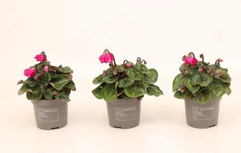 Cyclamen persicum SUPER SERIE PETTICOAT DARK VIOLET
