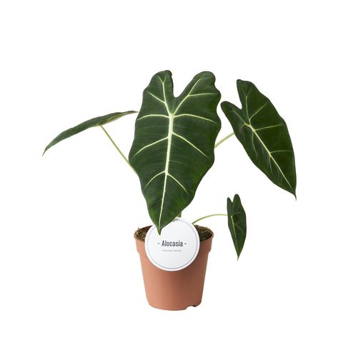 Alocasia micholitziana 'Frydek'