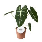 Alocasia micholitziana 'Frydek'