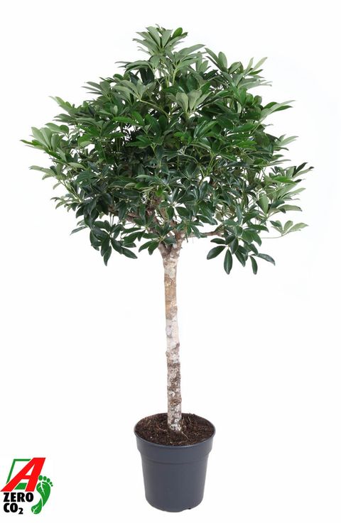 Schefflera arboricola 'Compacta'