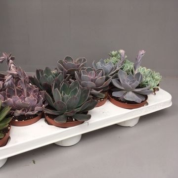 Echeveria MIX