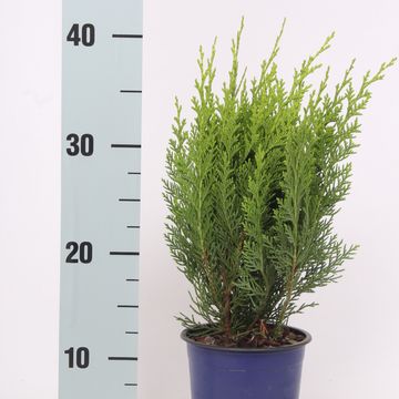 Chamaecyparis lawsoniana 'Green Pillar'