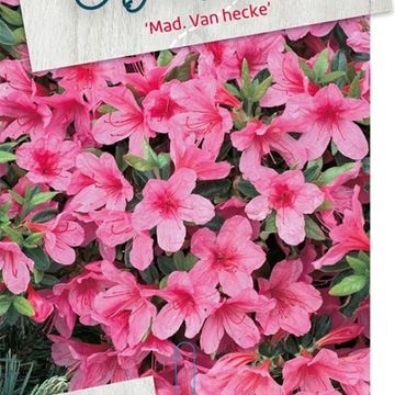 Rhododendron 'Madame van Hecke' (AJ)