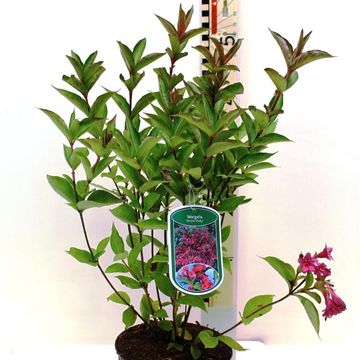 Weigela 'Бристоль Руби'