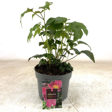 Anemone hupehensis EMMY DEEP ROSE
