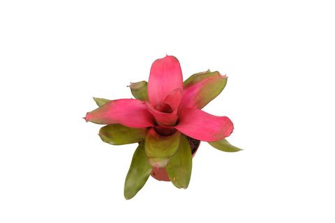 Neoregelia 'Scandor'