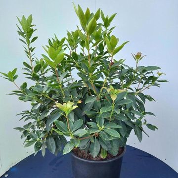Kalmia latifolia 'Sterntaler'