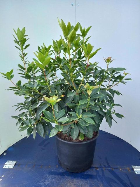 Kalmia latifolia 'Sterntaler'