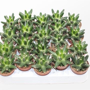 Escobaria missouriensis