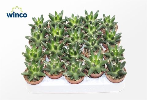 Escobaria missouriensis