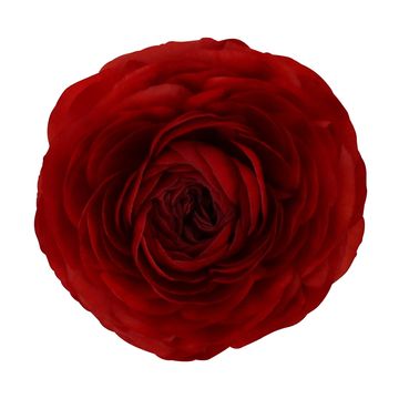 Ranunculus asiaticus 'Sprinkles Red'