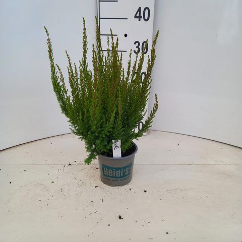 Erica gracilis HEIDI'S ARIELLE